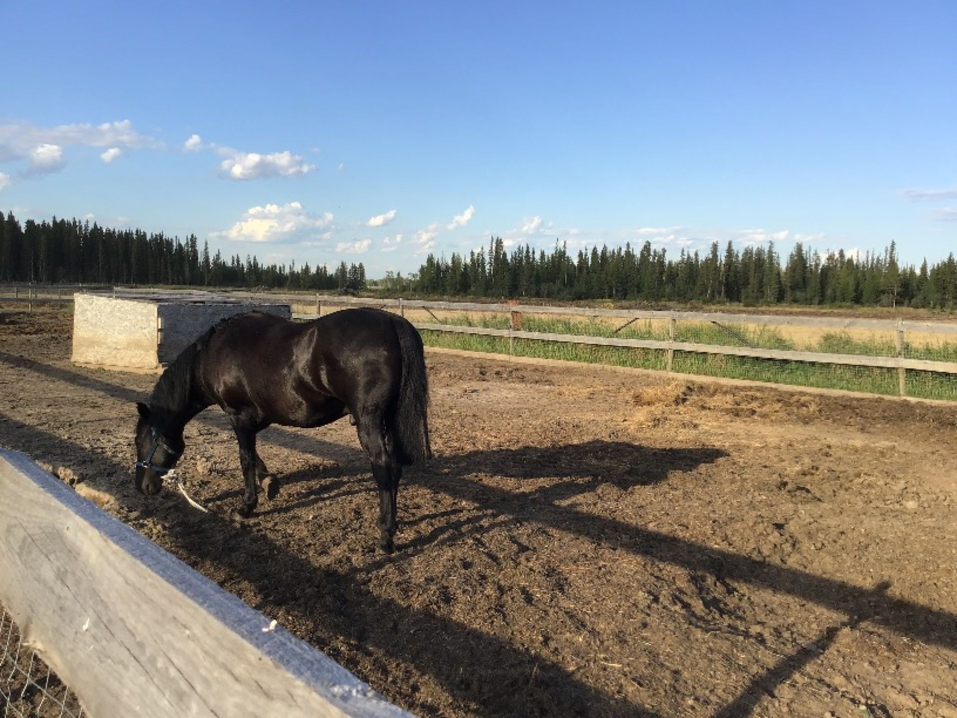 11yr Old Black Canadian Gelding Horse - Image 3 of 3