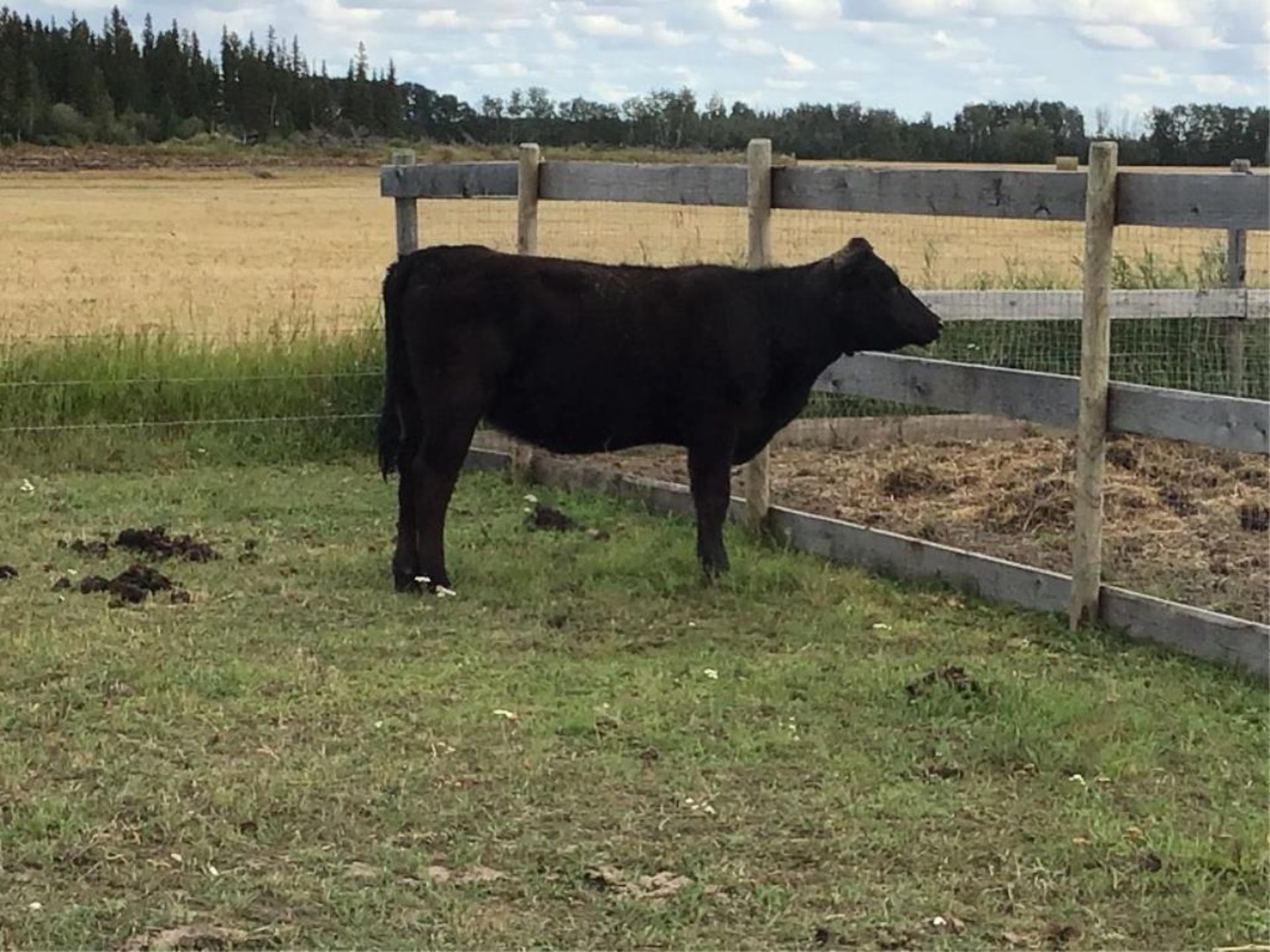 Yearling Heifer Been exposed to the bull since July 12.