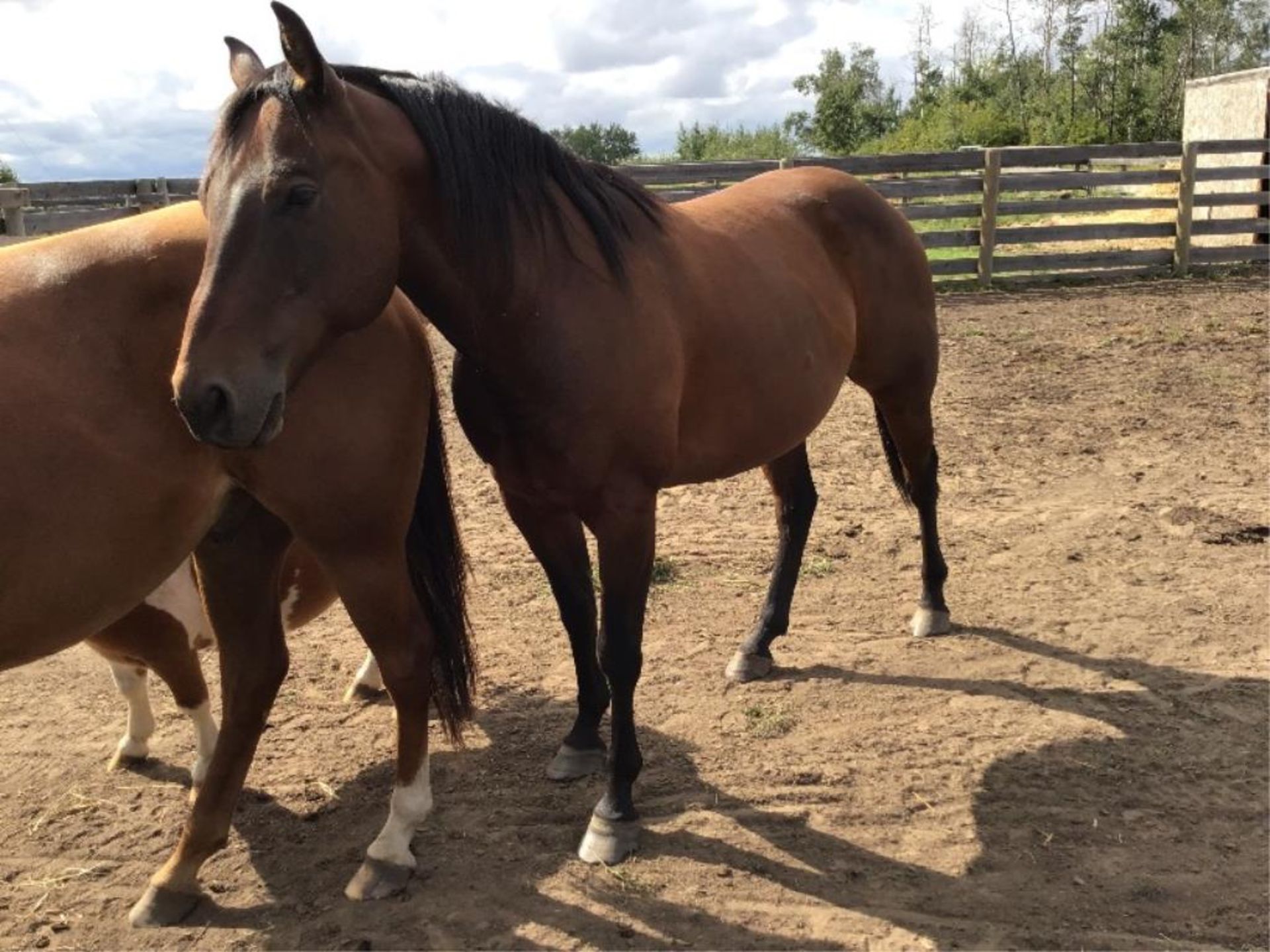 Jack 8yr Old Gelding Rgd 1/4 Horse (Darker Mane) Papers for this horse are currently missing. Would