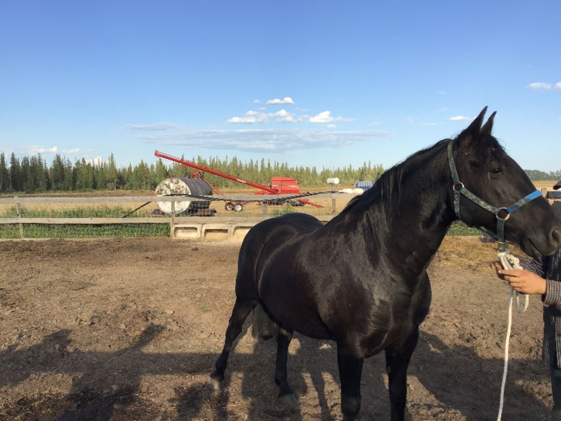 11yr Old Black Canadian Gelding Horse