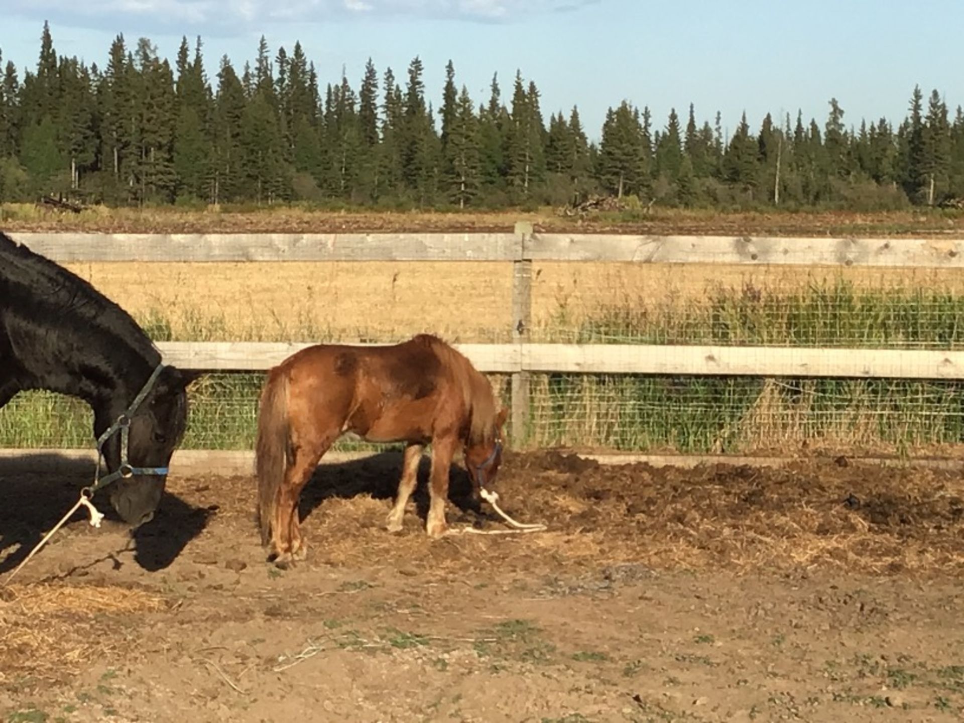 6yr old Miniature Brown Mare - Image 2 of 3