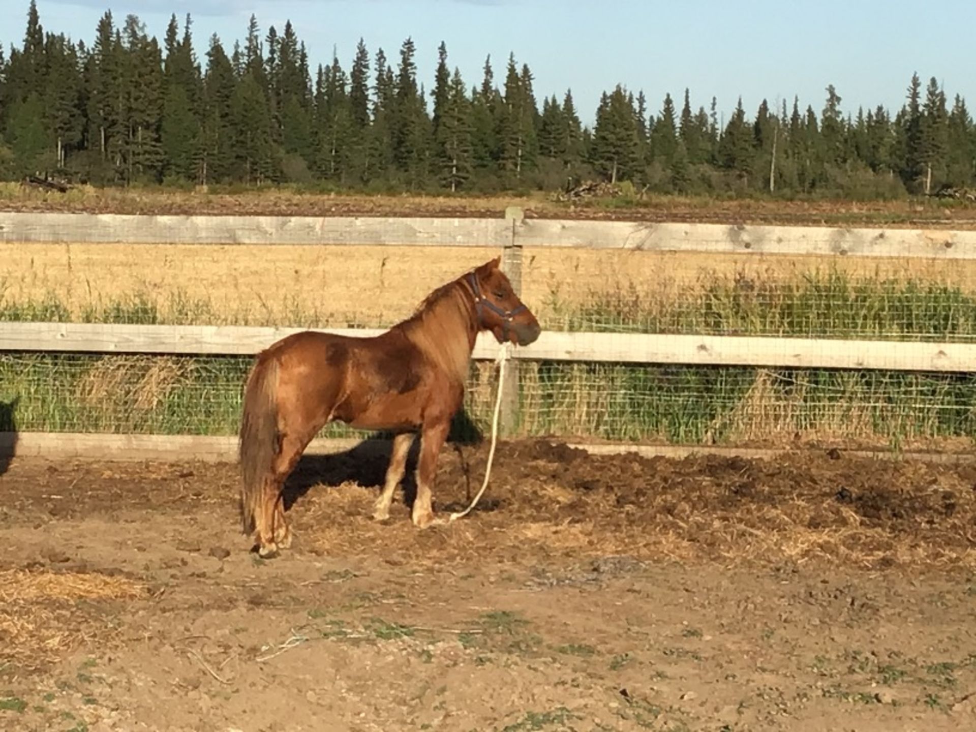 6yr old Miniature Brown Mare