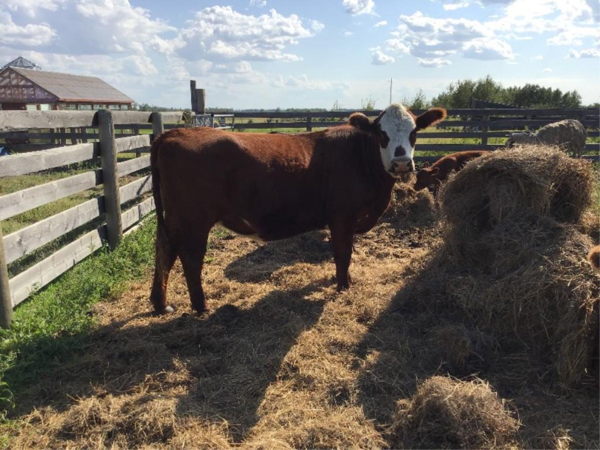 2yr Old Brown Angus Heifer Been exposed to the bull since July 12.