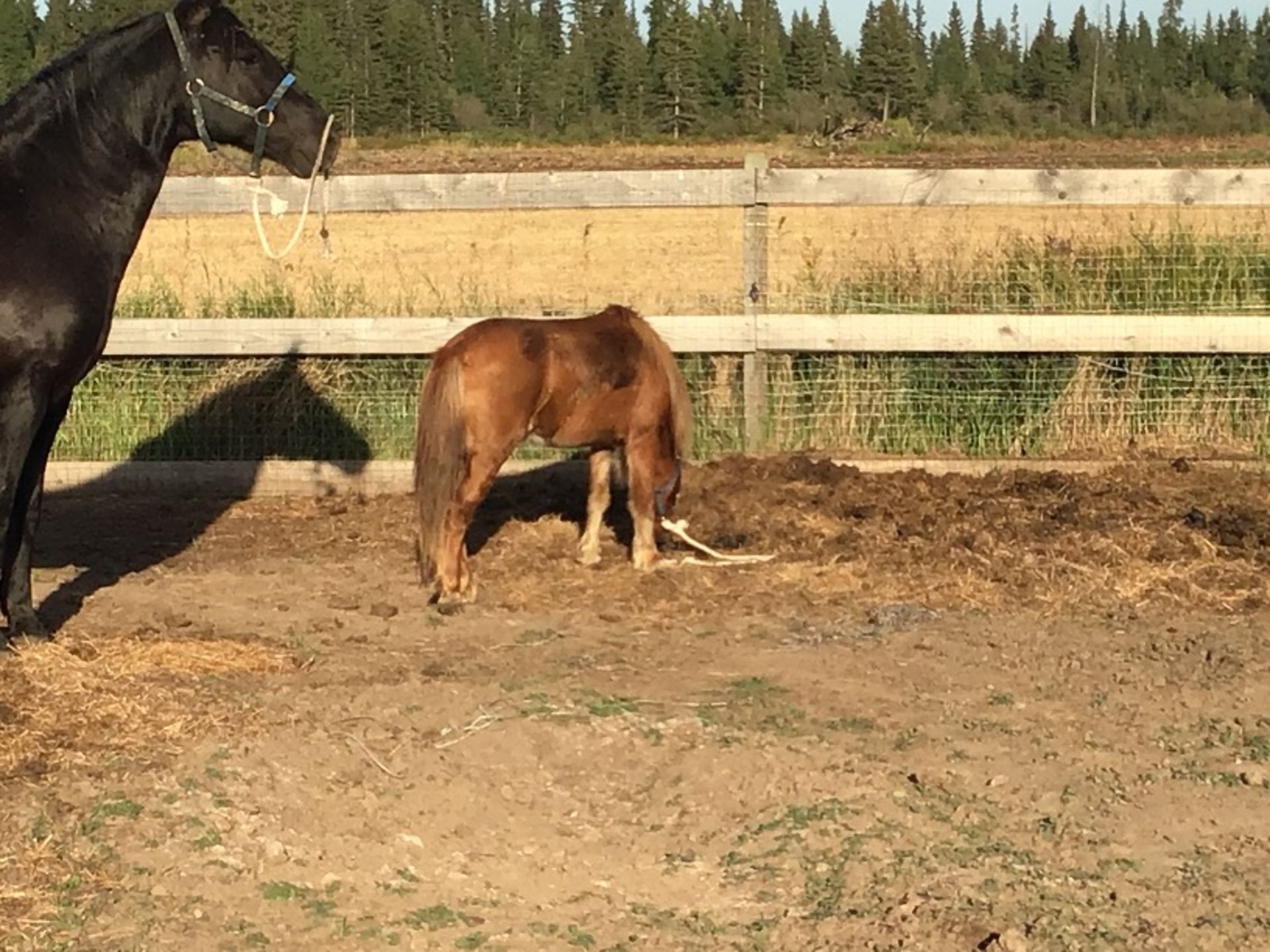 6yr old Miniature Brown Mare - Image 3 of 3