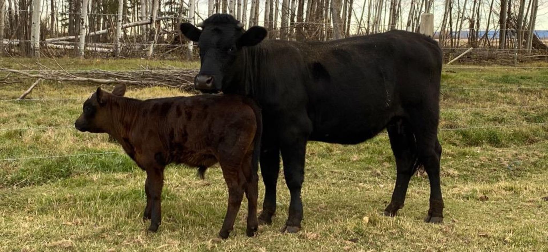 2yr Old Bred Angus/Holstein Cow w/2month old Calf Black Short-Horned Cow & Calf