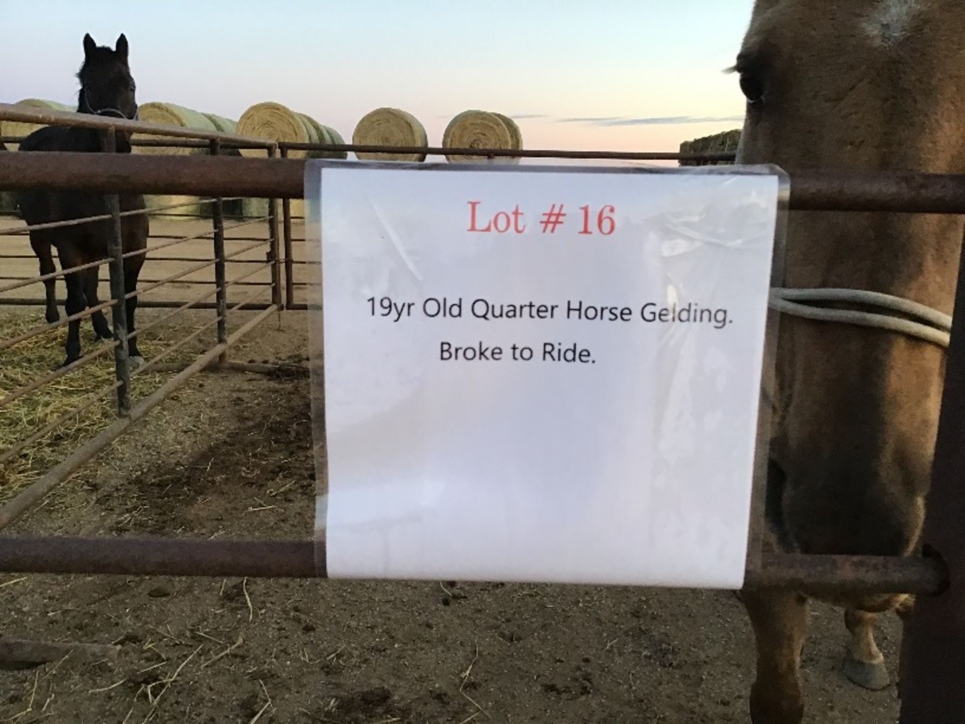 19yr Old Quarter Horse Gelding. Broke to Ride - Image 4 of 4