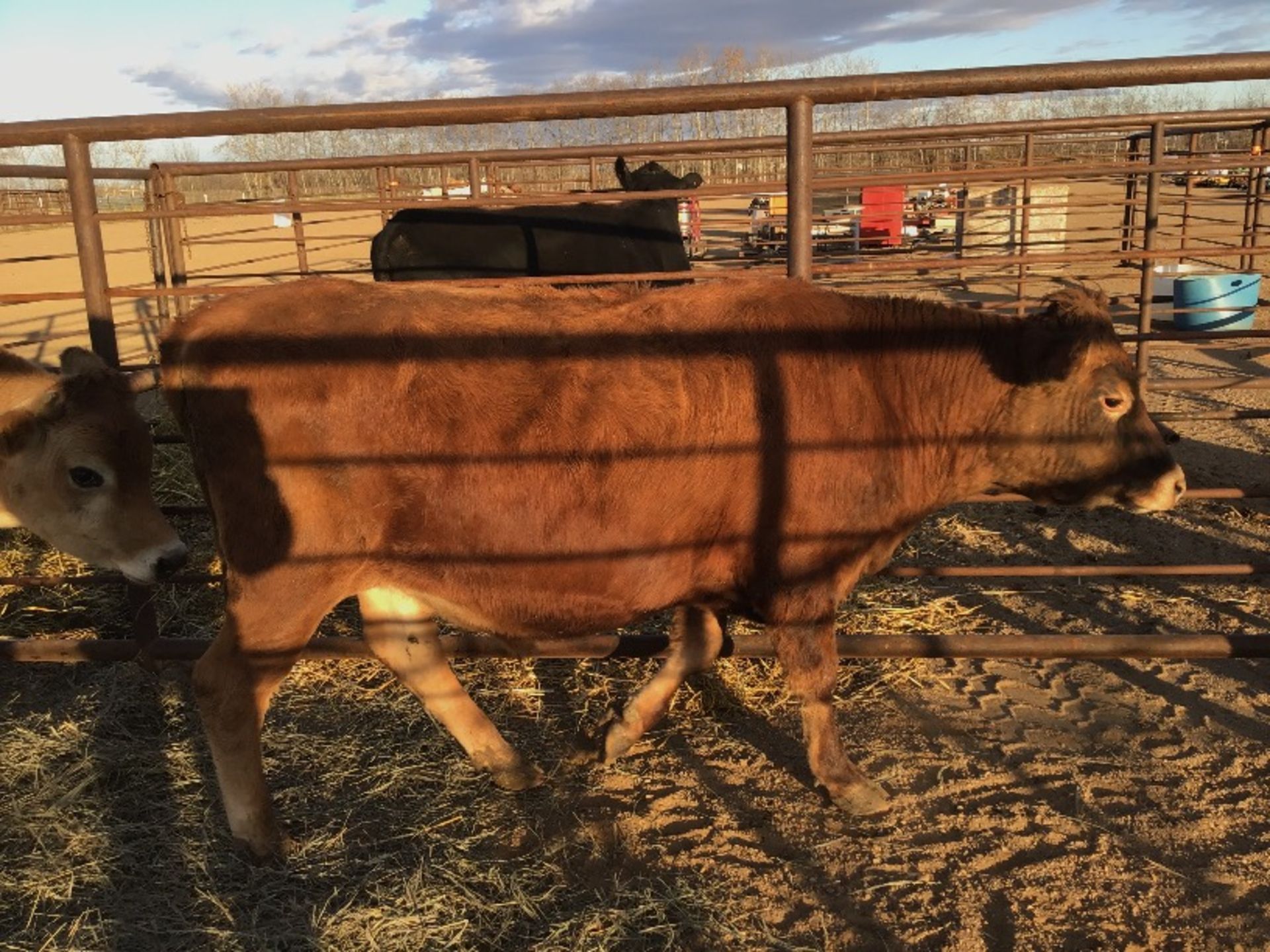 1.5yr Steer. Jersey Cross Lot # 10, 11, 12, 13 & 14 Selling on Choice.