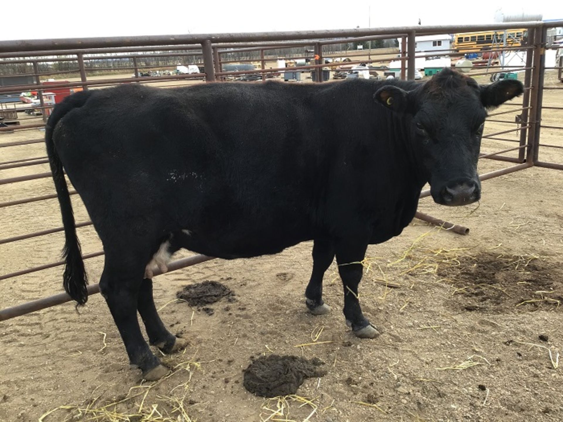 Black Angus/Red Angus Cross Cow Exposed to the bull since Sept 11, 2021. Seems gentle for calving to