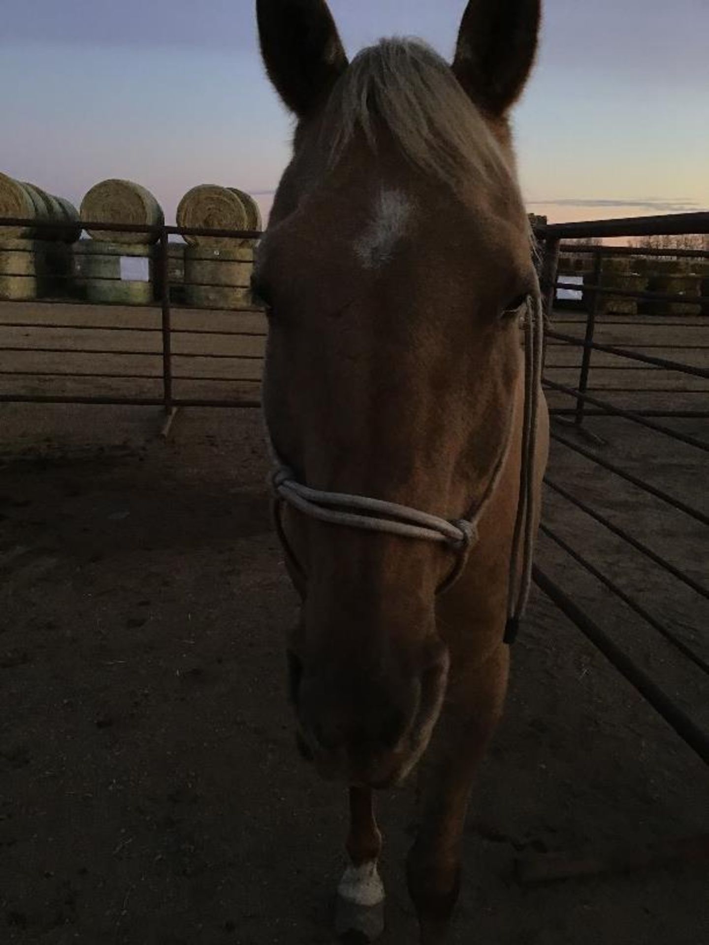 19yr Old Quarter Horse Gelding. Broke to Ride