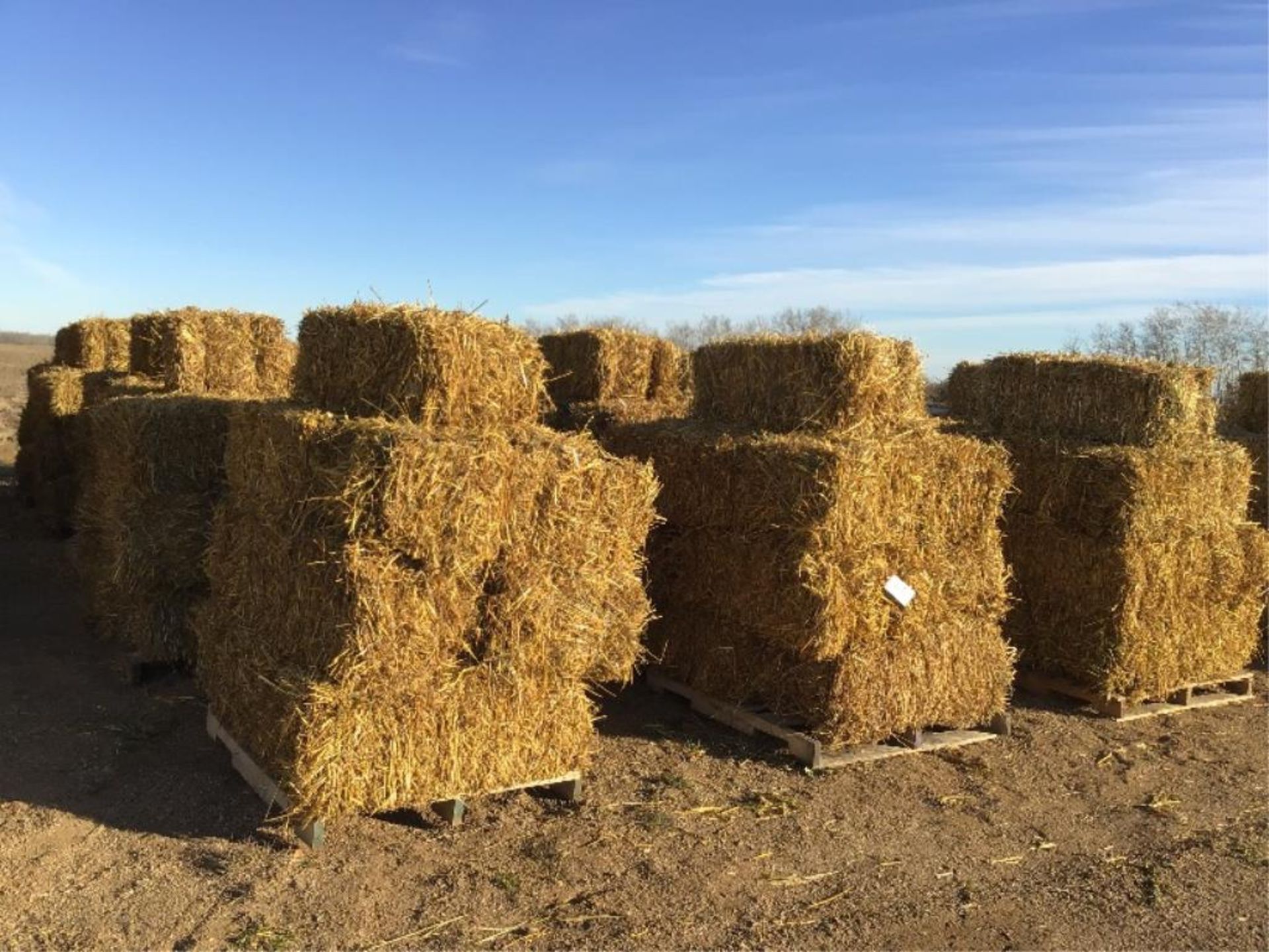 (10) Small Square Oat-Straw Bales Selling by the pc X 10. Lot # 50, 51, 52, 53, 54, 55, 56, 57,