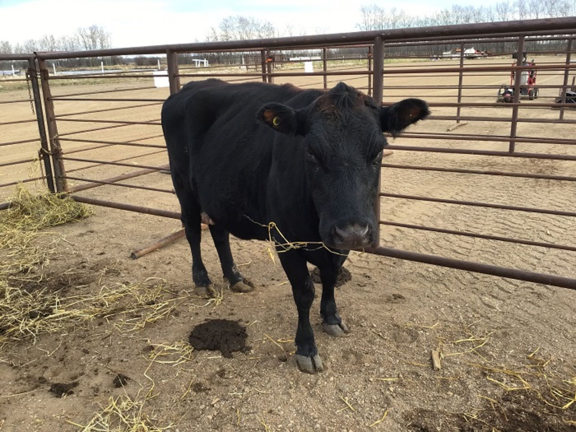 Black Angus/Red Angus Cross Cow Exposed to the bull since Sept 11, 2021. Seems gentle for calving to - Image 2 of 2