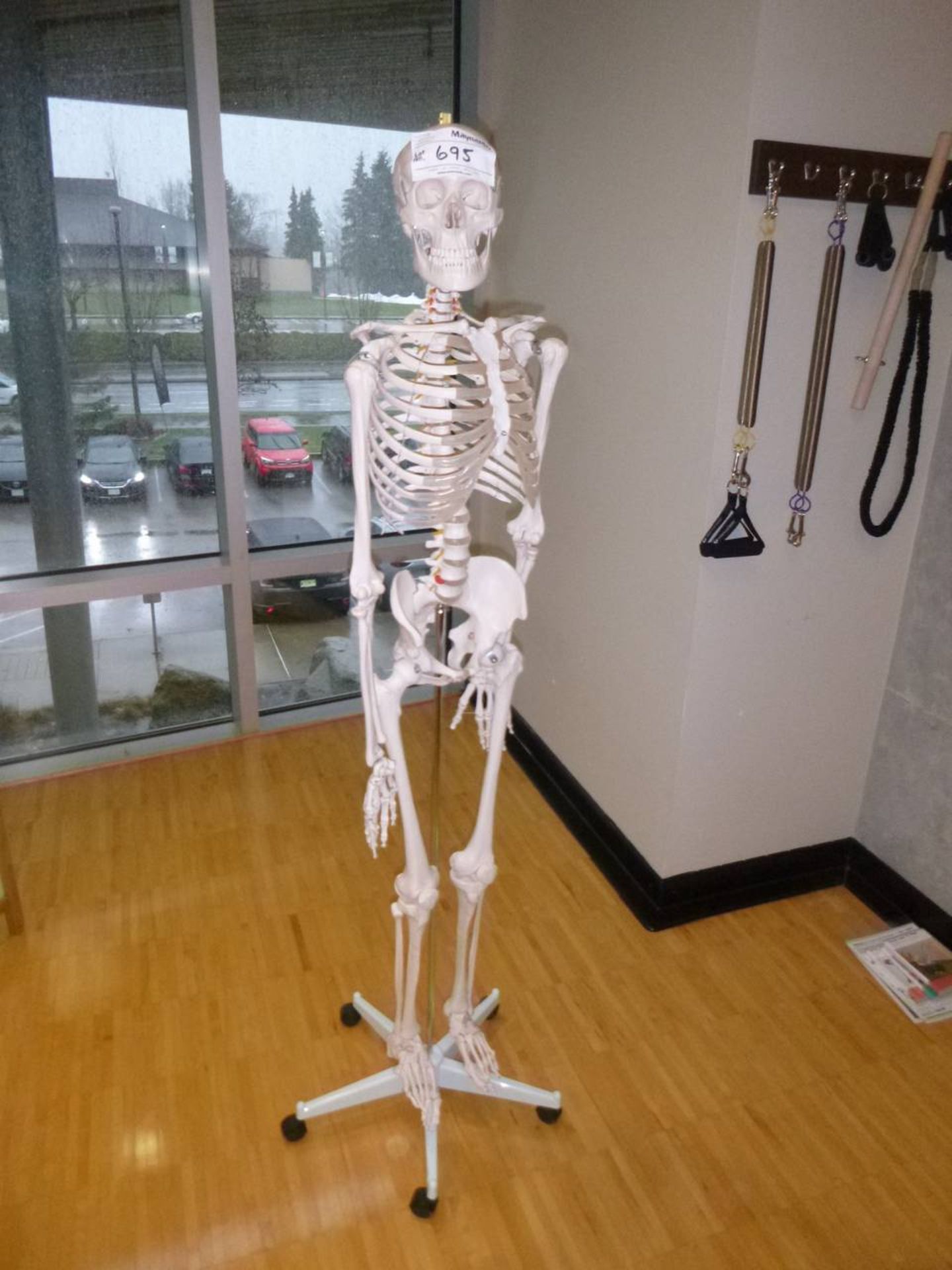 Skeleton