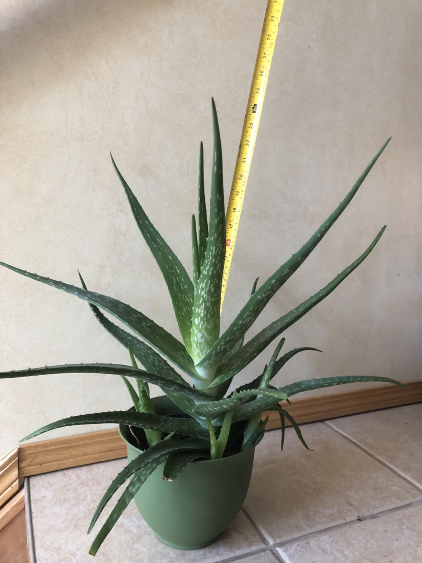ALOE VERA INDOOR PLANT Height from floor to top of aloe vera plant is 24 inches. Donated by: