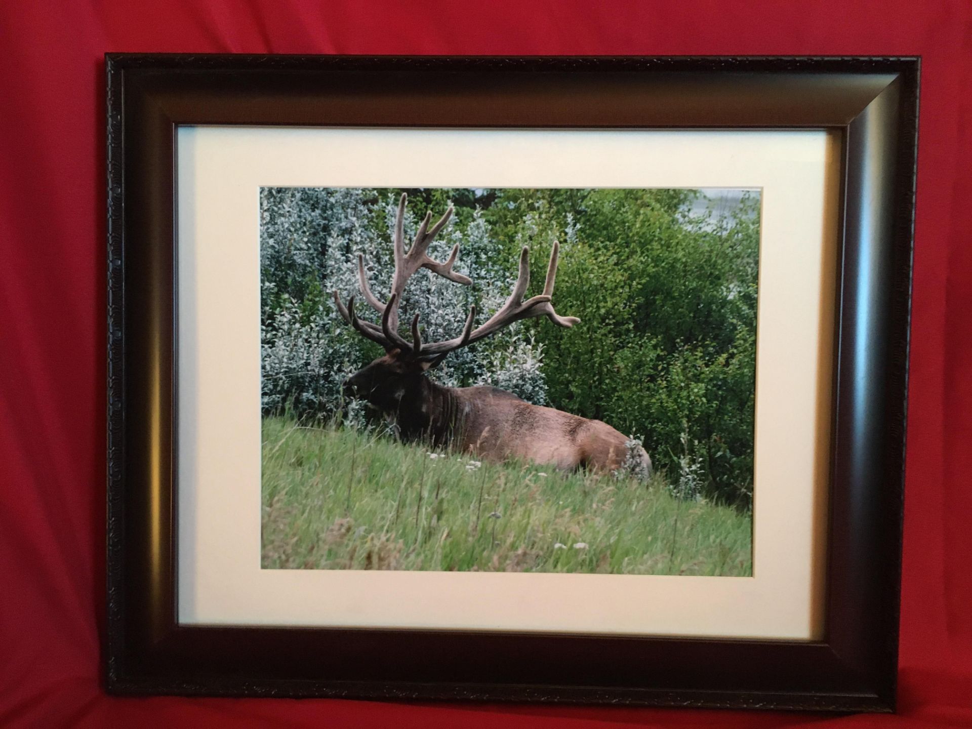 FRAMED ELK PRINT Framed Elk Print is 21 1/4"" Wide x 17 1/4 High. Donated by: Canada Mold & Asbestos