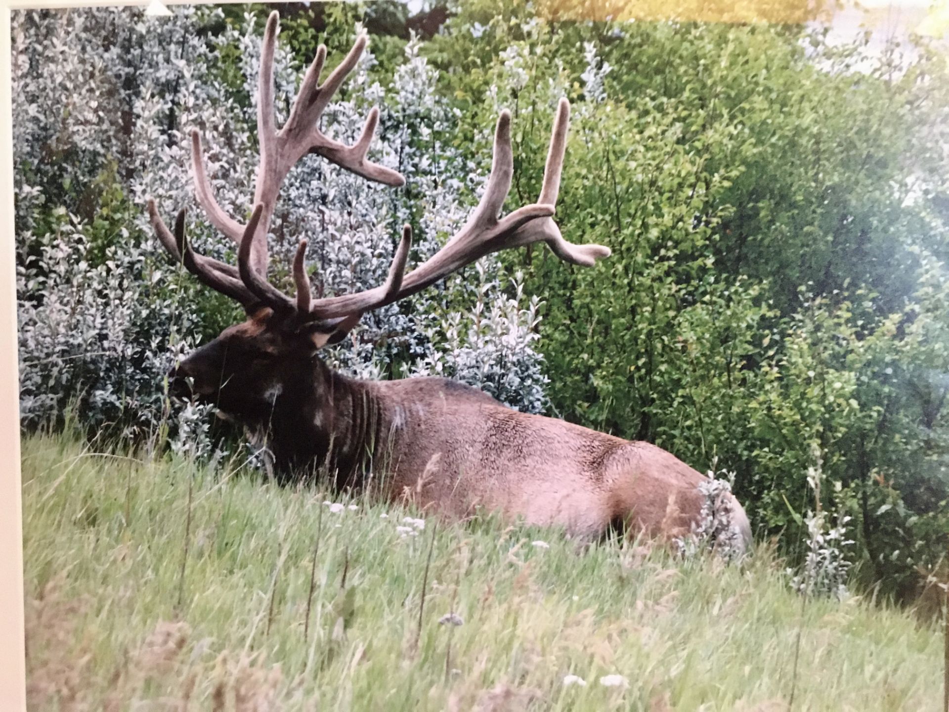 FRAMED ELK PRINT Framed Elk Print is 21 1/4"" Wide x 17 1/4 High. Donated by: Canada Mold & Asbestos - Image 2 of 2