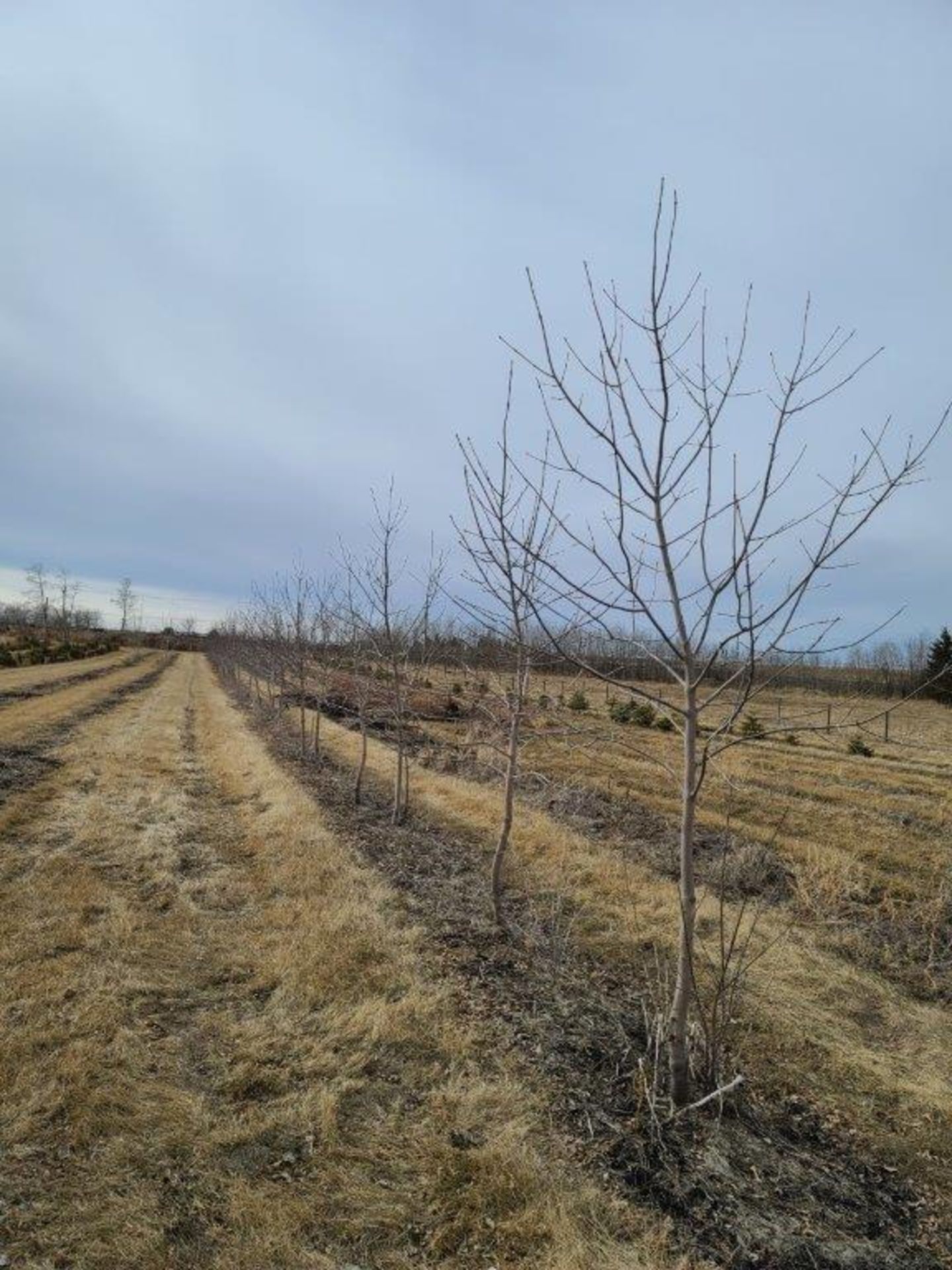 GREEN ASH TREE 10-12FT DUG IN 32IN BASKETS x 10 (times the money) - Image 3 of 3