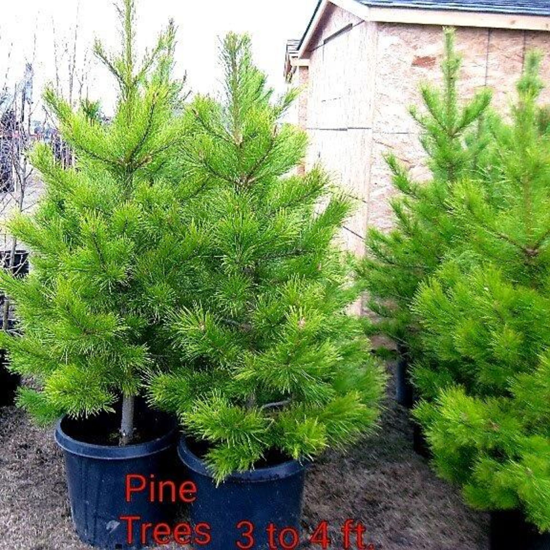 LODGEPOLE PINE TREE, 3FT - 4FT X5 (times the money)