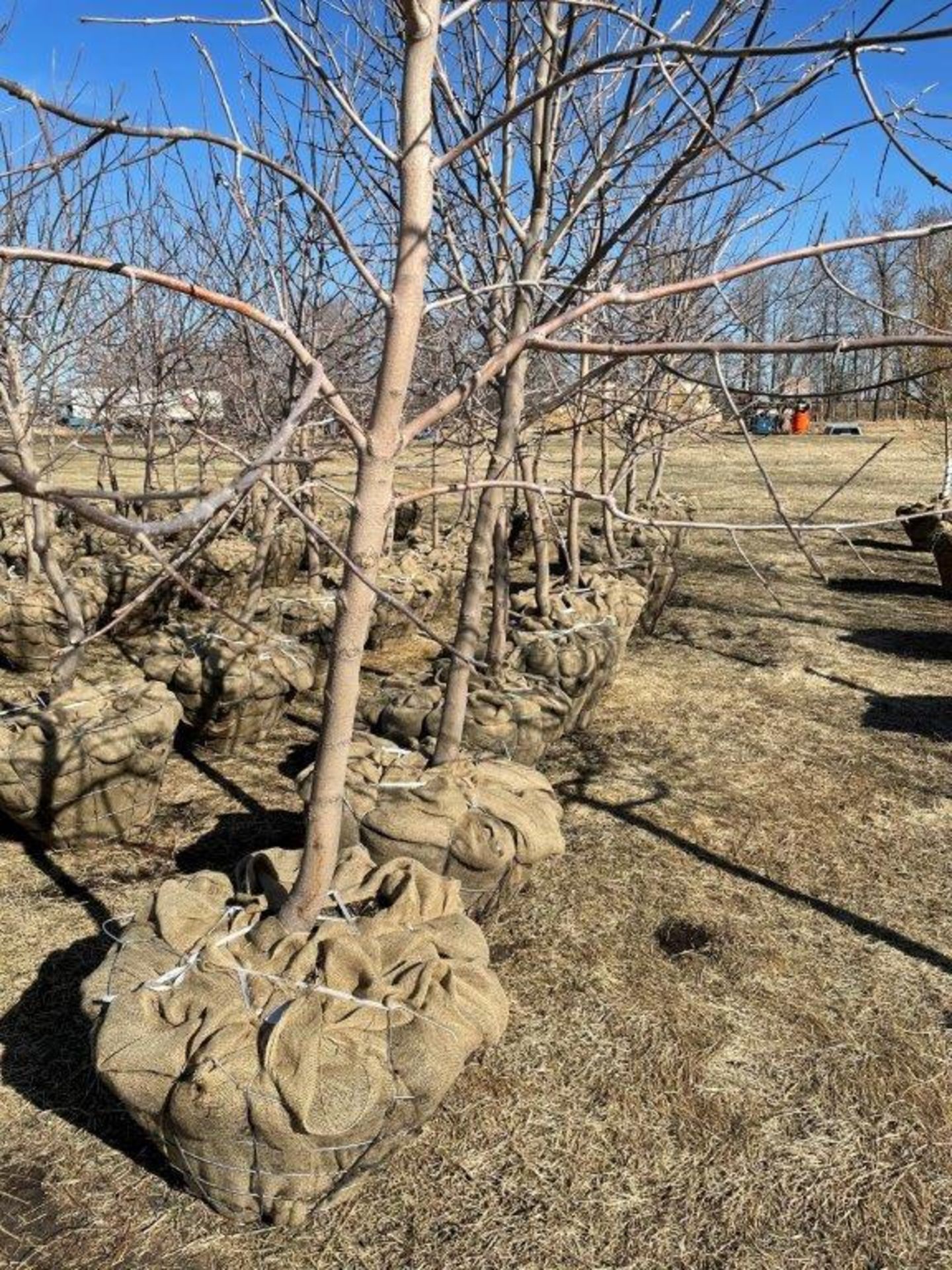 GREEN ASH TREE 10-12FT DUG IN 32IN BASKETS x 10 (times the money)