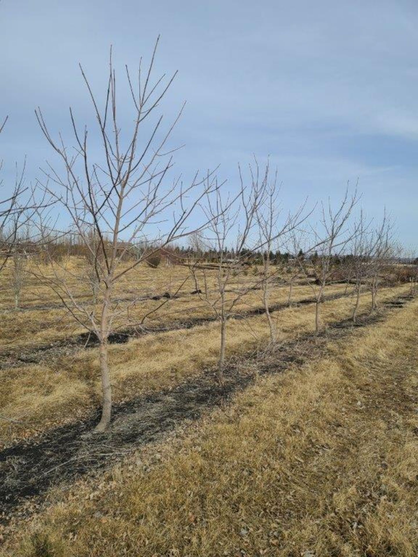 GREEN ASH TREE 10-12FT DUG IN 32IN BASKETS x 10 (times the money) - Image 2 of 3