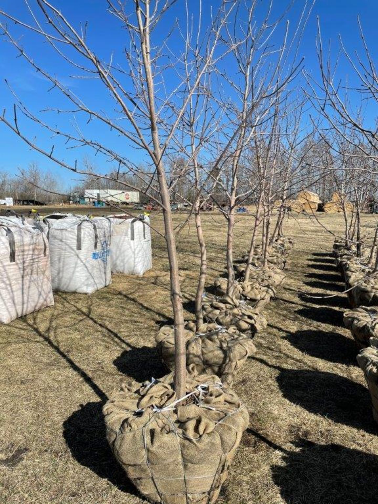 GREEN ASH TREE 10-12FT DUG IN 32IN BASKETS x 10 (times the money)