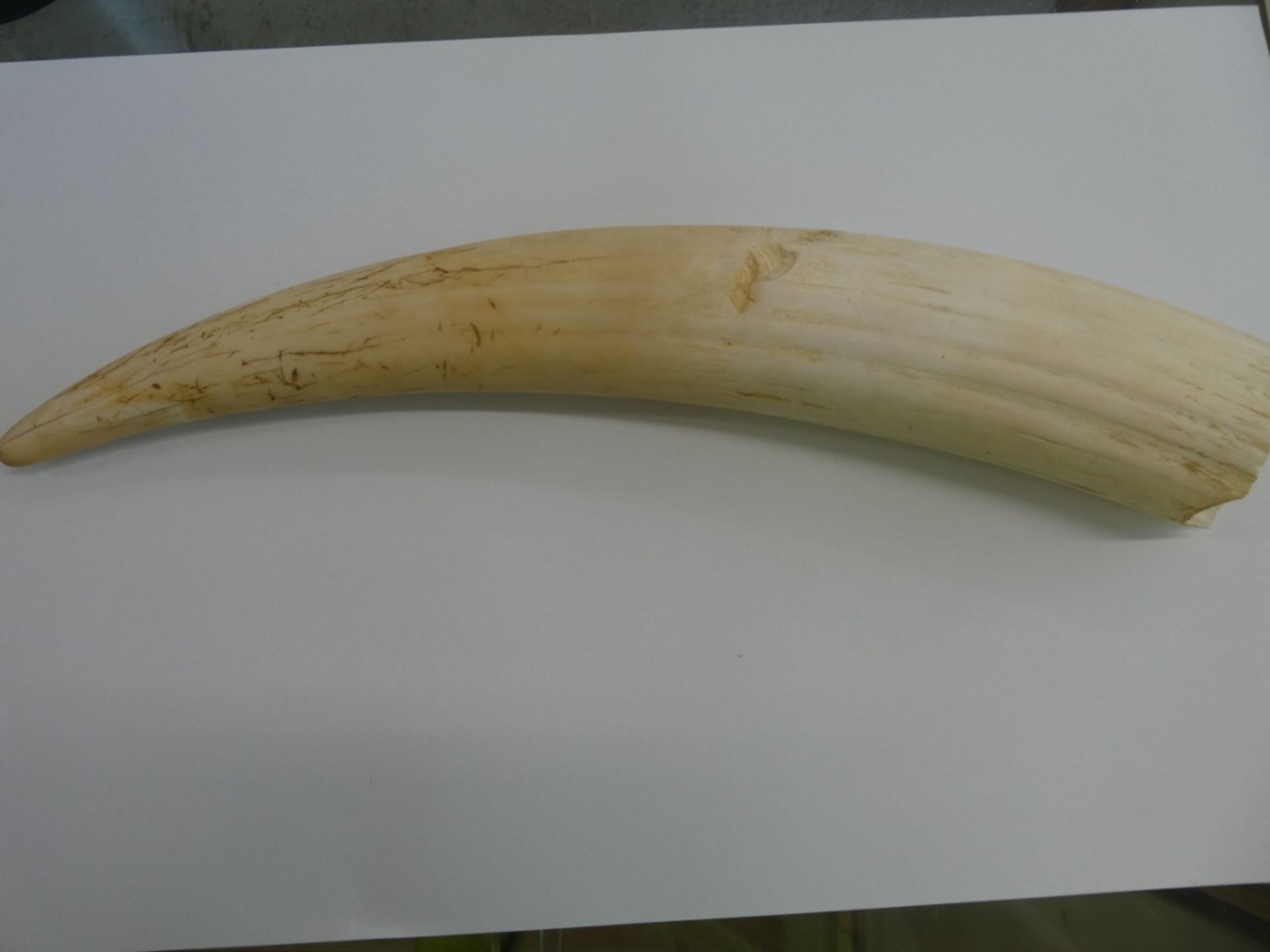 WALRUS TUSK 15"