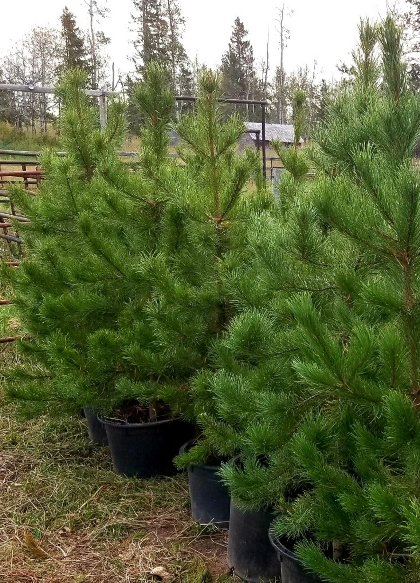 POTTED PINE TREES 4FT TO 5FT - X5 (TIMES THE MONEY)