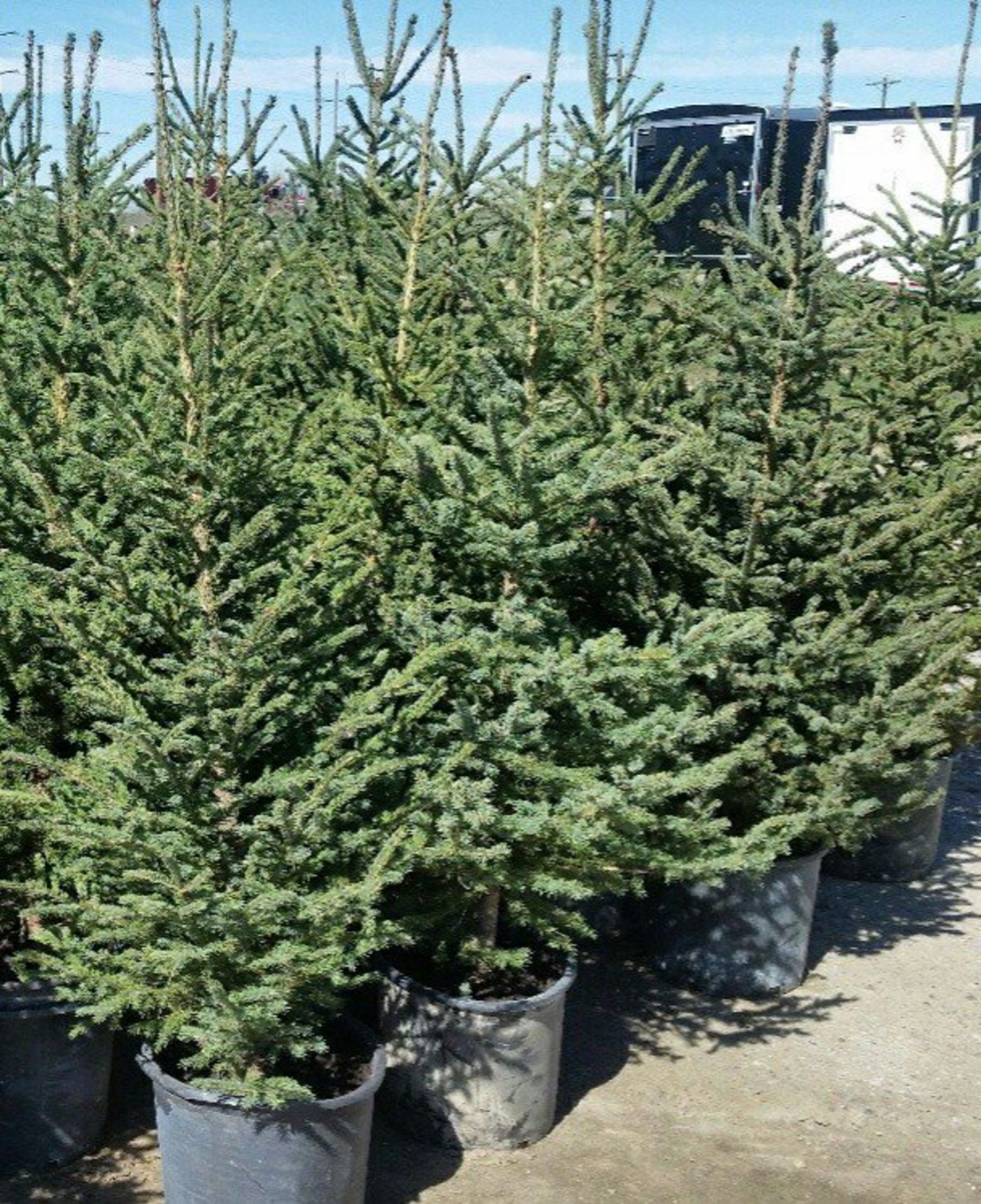 POTTED SPRUCE TREES 4FT TO 5FT - X5 (TIMES THE MONEY)