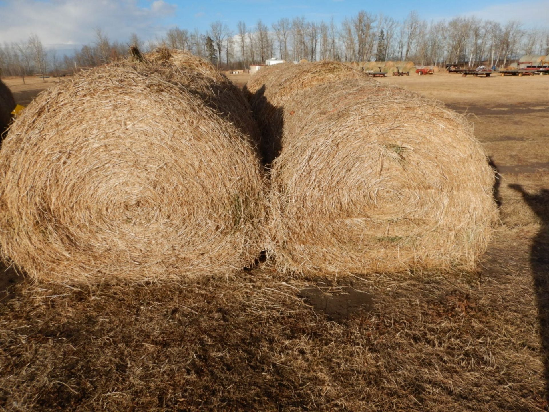 8-LARGE ROUND BALES OF 2ND CUT 2021 HAY - 1,500LB +/- ALFALFA/ORCHARD GRASS - NO RAIN (BEING SOLD