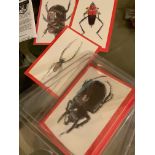 ROYLCO EDUCATIONAL INSECT X-RAYS AND PICTURE CARDS