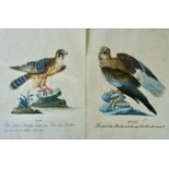 FALCONS -- MANETTI, Xaverio (1723-1784), attrib. "Falco Barletta" and "Falco Albanella". N.d., 18th