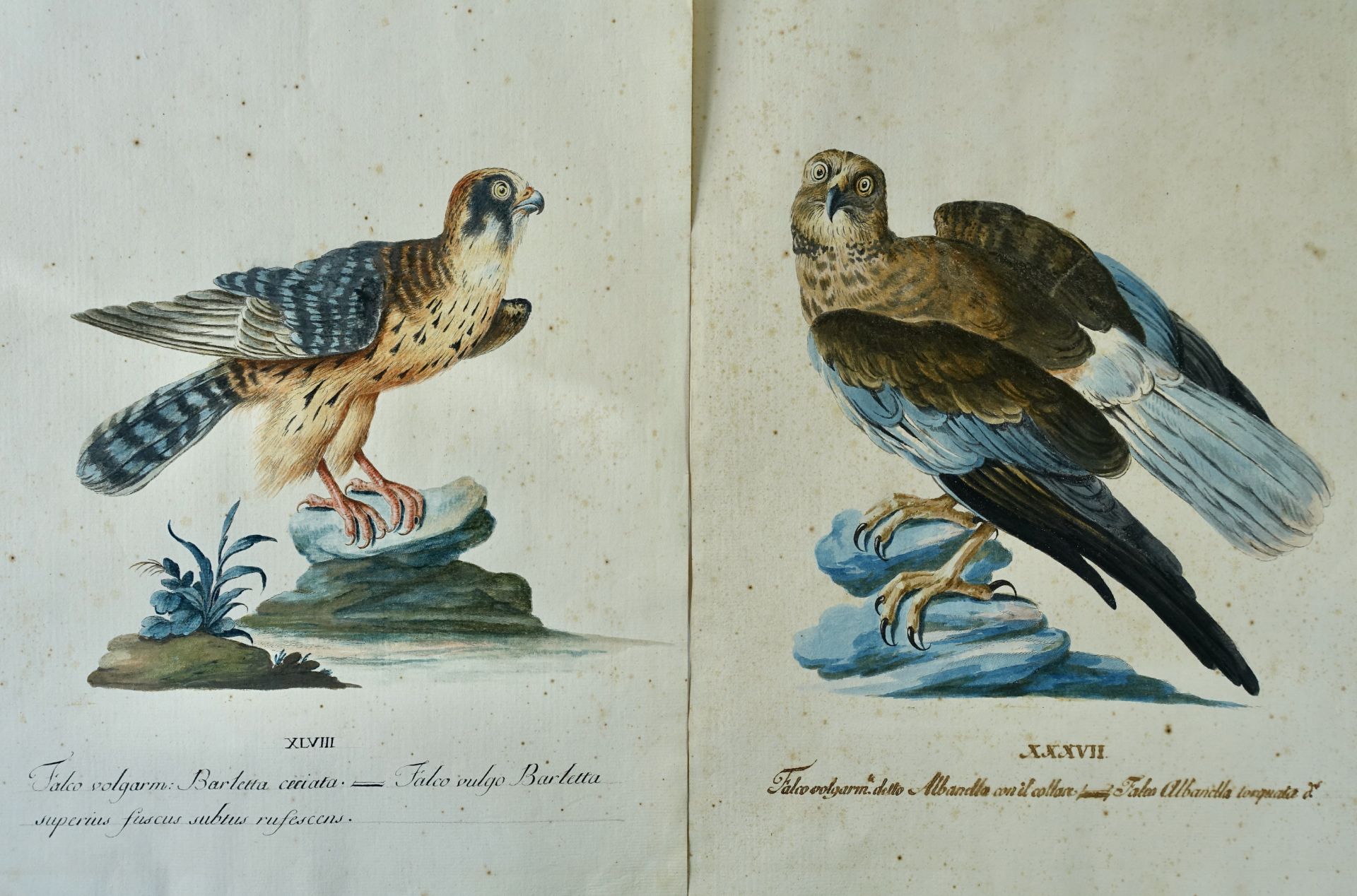 FALCONS -- MANETTI, Xaverio (1723-1784), attrib. "Falco Barletta" and "Falco Albanella". N.d., 18th