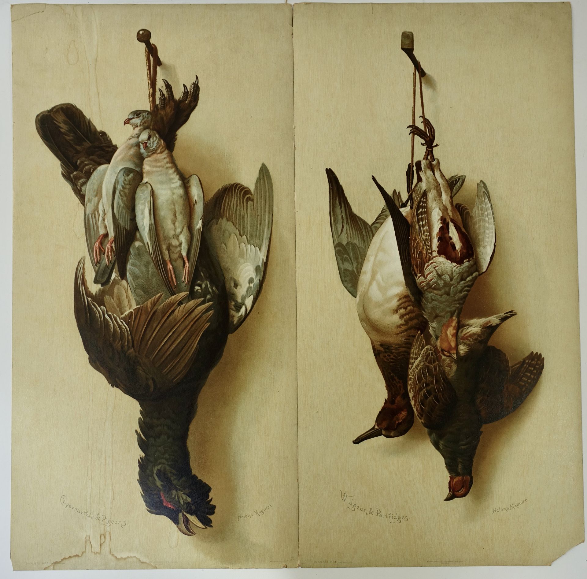 MAGUIRE, Helena. Collection of five studies of hanging dead game (Series 453 - Image 2 of 2