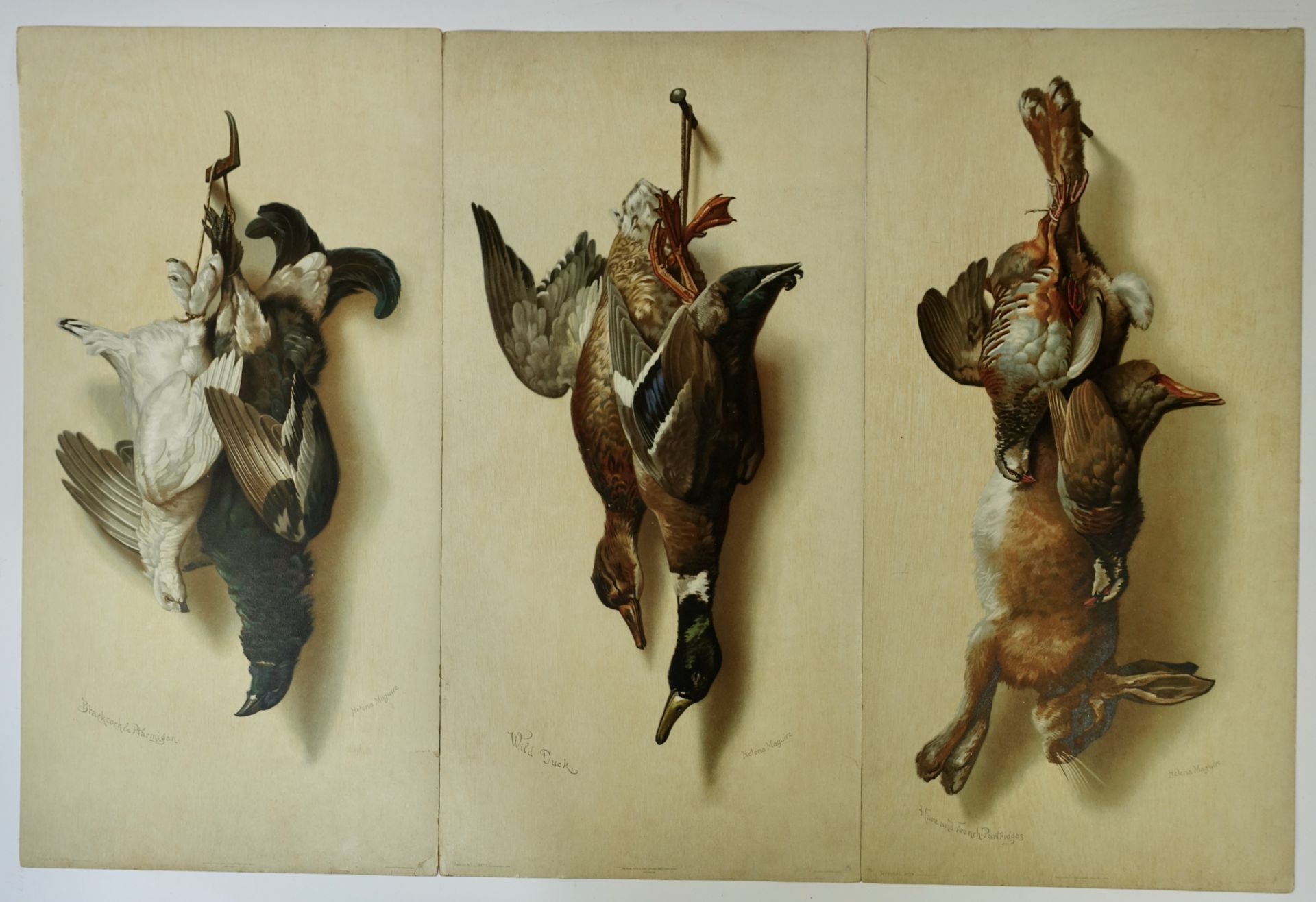 MAGUIRE, Helena. Collection of five studies of hanging dead game (Series 453