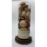A Victorian glass dome containing corals and sea shells collected from Tasman Sea, South Pacific