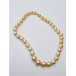Natural South Sea Golden Pearls Matched and Graduated 75g 40cms