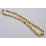 South sea natural golden pearl necklace on 18ct gold, 44 cms & weight 62.8g