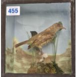 A stuffed Bird on a Branch in Glass display case 22 x 20cms