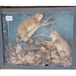 2 stuffed (taxidermy) red Squirrels and a Bird in glass display case 47 x 36cms