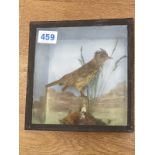 A stuffed Bird on a Branch in Glass display case 22 x 20cms