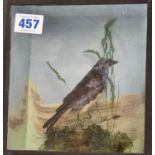 A stuffed Bird on a Branch in Glass display case 22 x 20cms