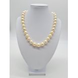 Golden south sea pearl necklace set in 14ct gold clasp, individually knotted pearls size 7-10mm