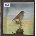 A stuffed Bird on a Branch in Glass display case 22 x 20cms