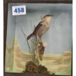 A stuffed Bird on a Branch in Glass display case 22 x 20cms