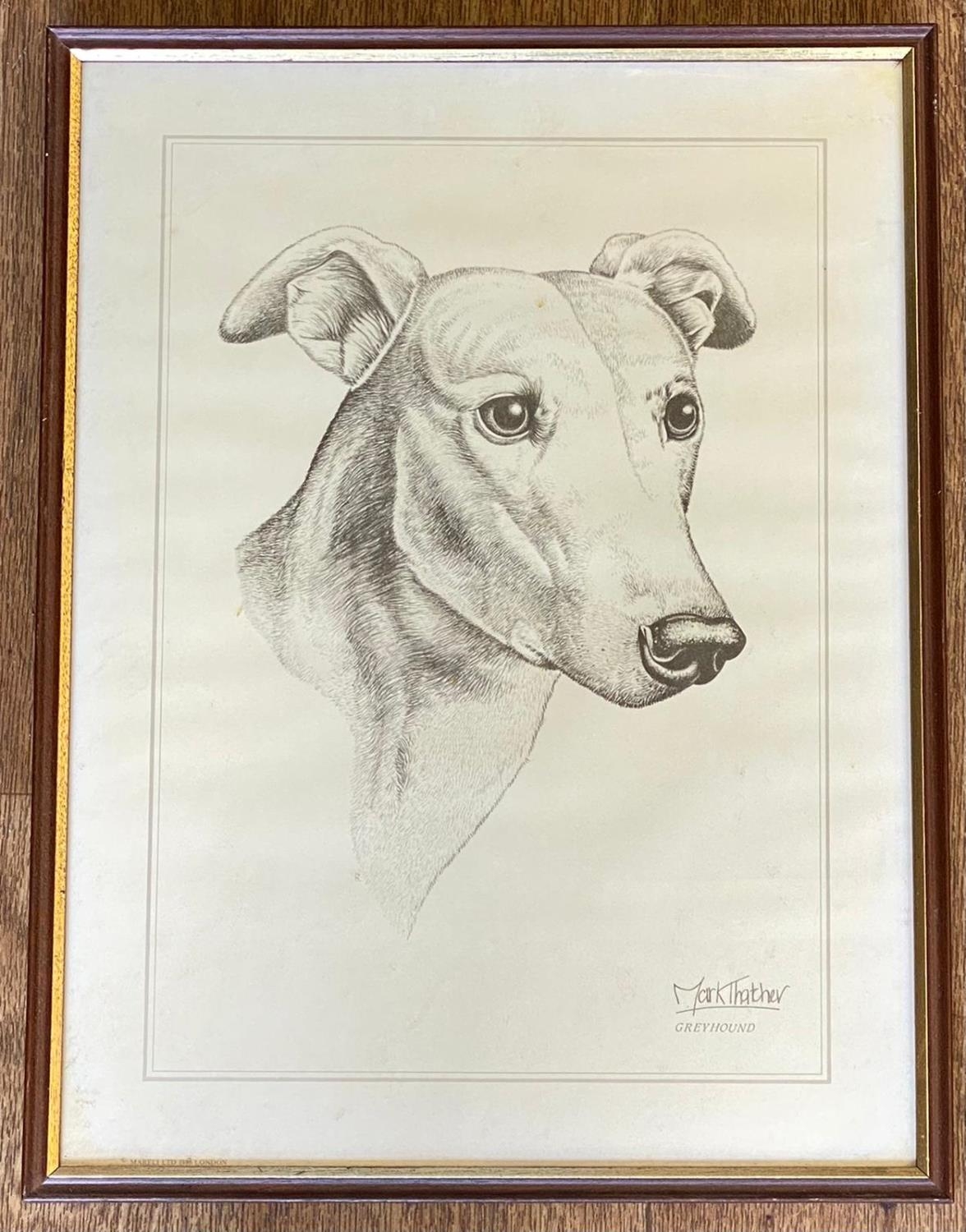 Drawing of Greyhound by Mark Thatcher. Size 32 x 43cm.