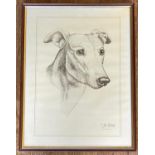 Drawing of Greyhound by Mark Thatcher. Size 32 x 43cm.