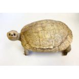 Taxidermy large tortoise, approx. 33cm in length.