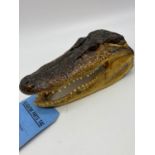 Preserved alligator head from the Louisiana Dept. of wildlife and fisheries. 18cm long.