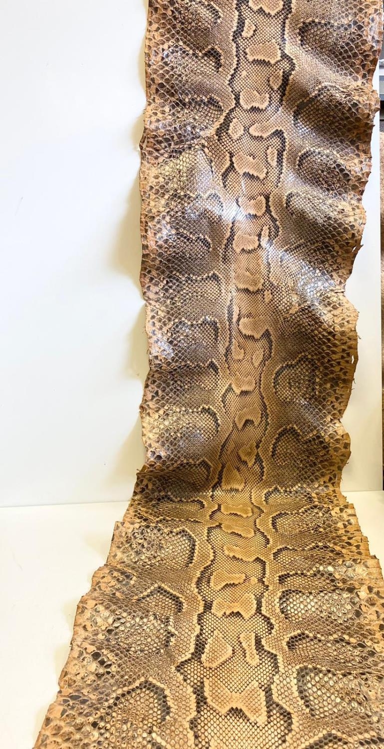 2 Genuine snake skins. 4.1mtrs & 2.3mtrs. One from a giant python. - Image 3 of 3