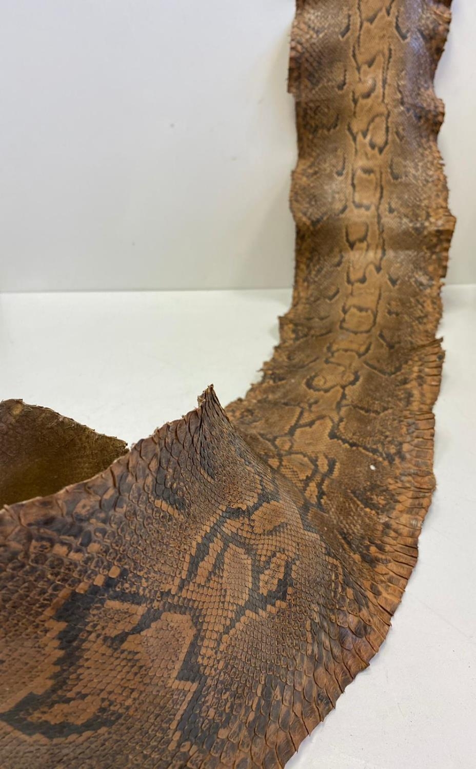 2 Genuine snake skins. 4.1mtrs & 2.3mtrs. One from a giant python. - Image 2 of 3