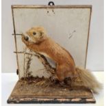Preserved display of Red Squirrel eating on a branch. Wooden base and back. Total height 28cm. Width